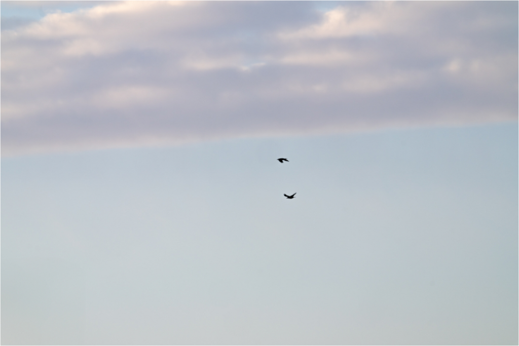 Main image Flying Couple Birds in Winter