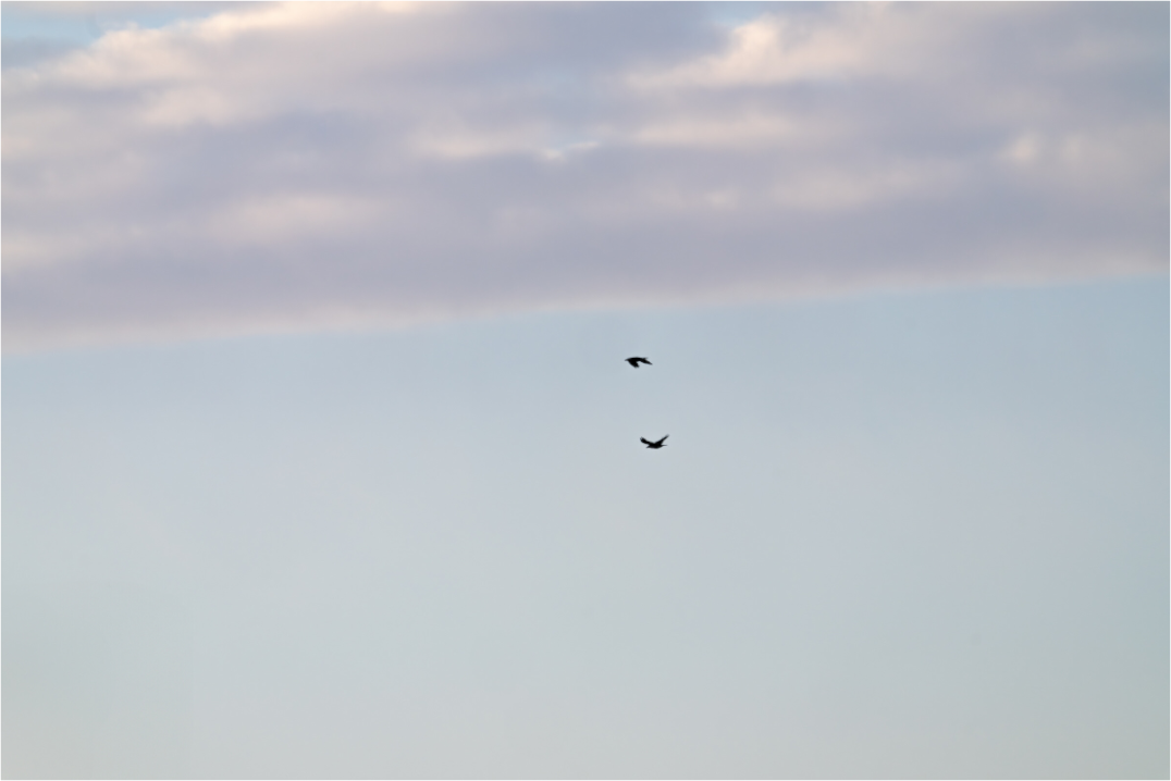 Main image Flying Couple Birds in Winter