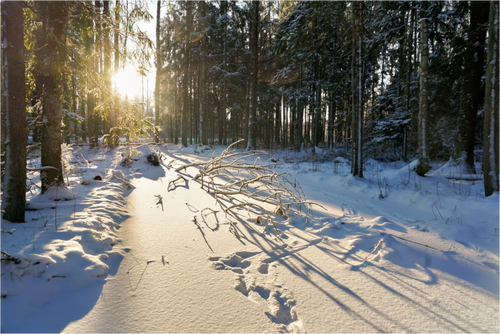 Main image Golden Frost